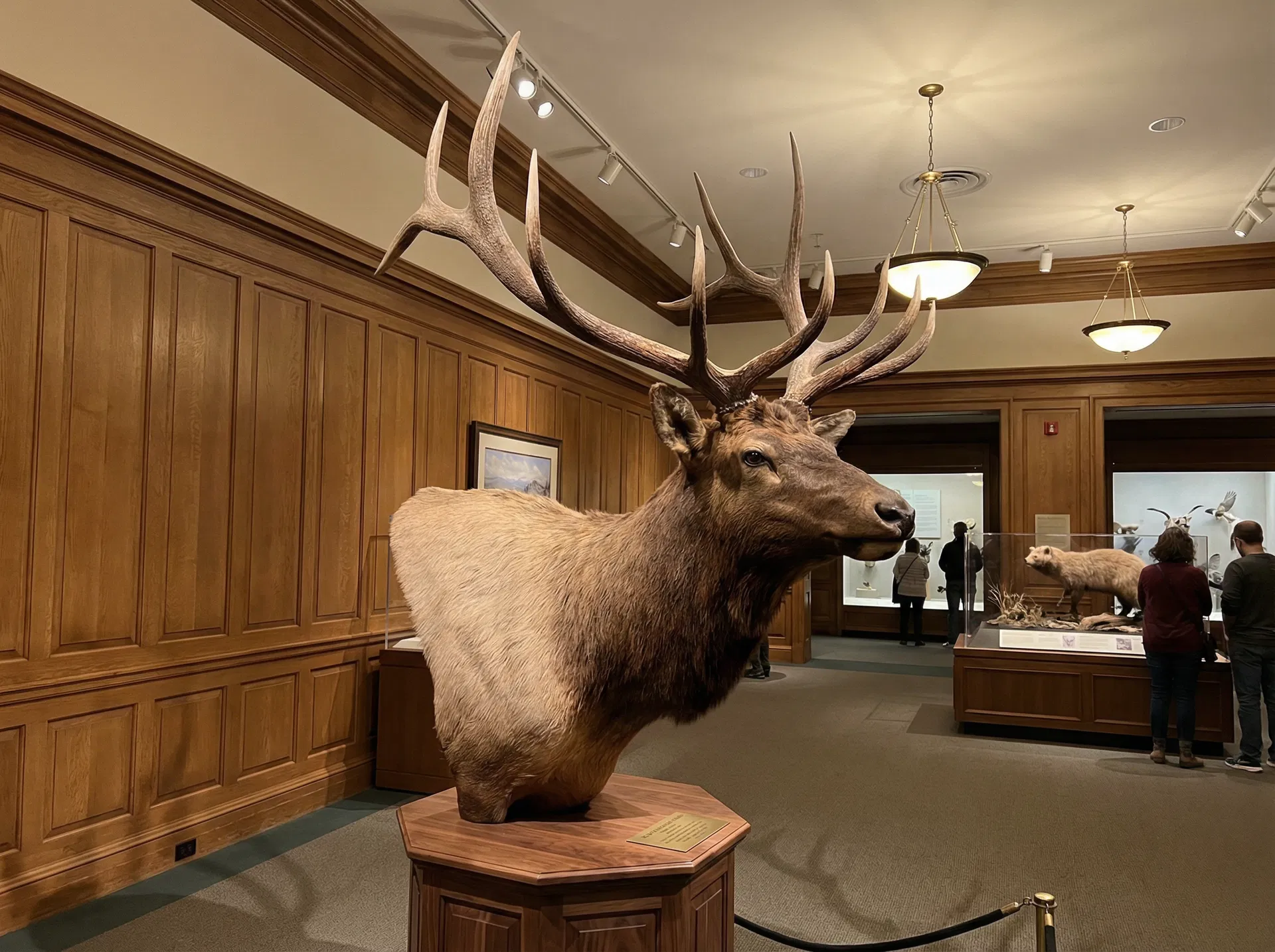 Taxidermy portfolio piece 1