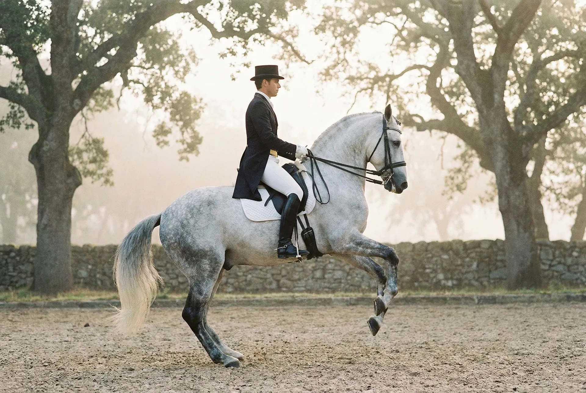 Dressage