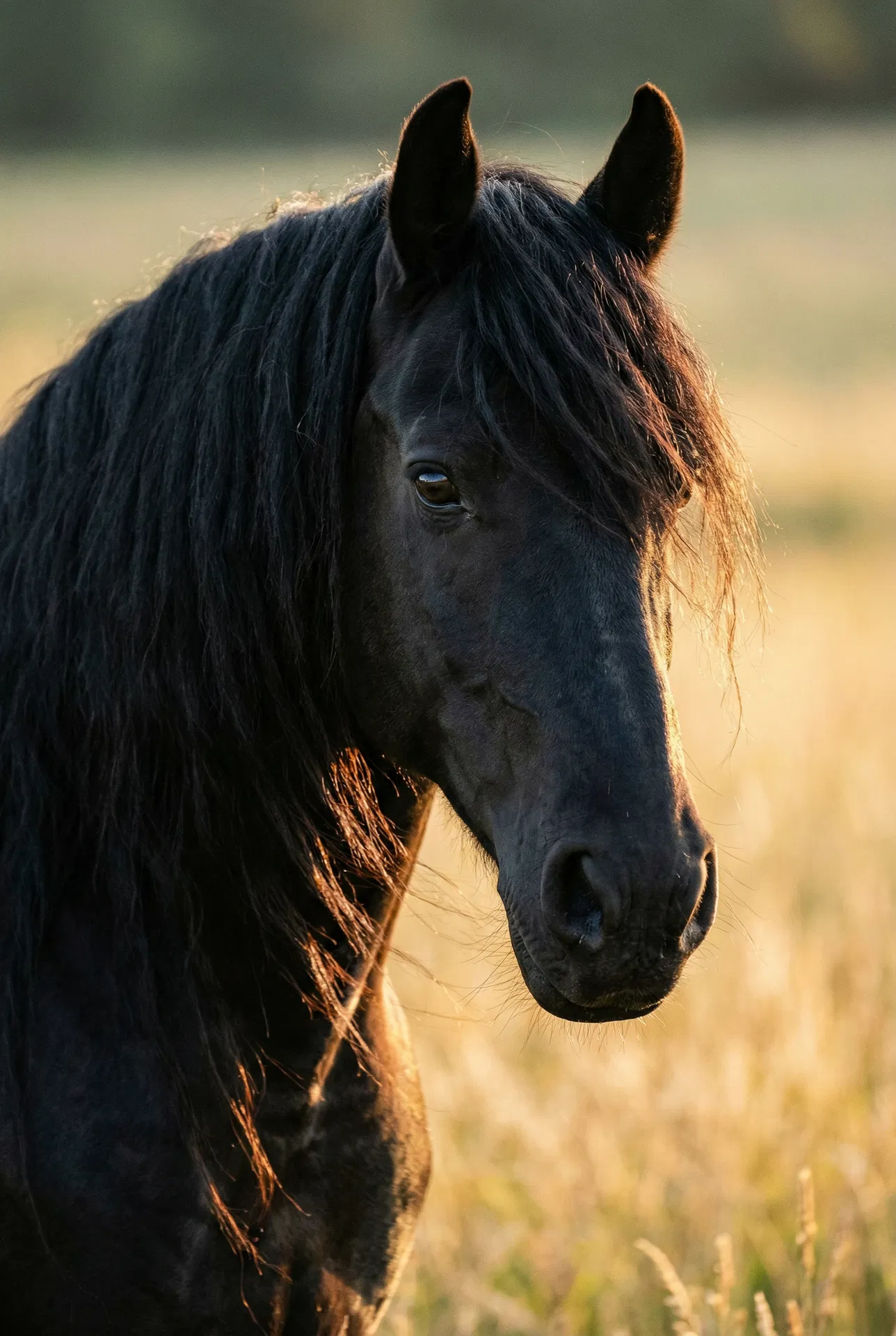 Equine Portraits