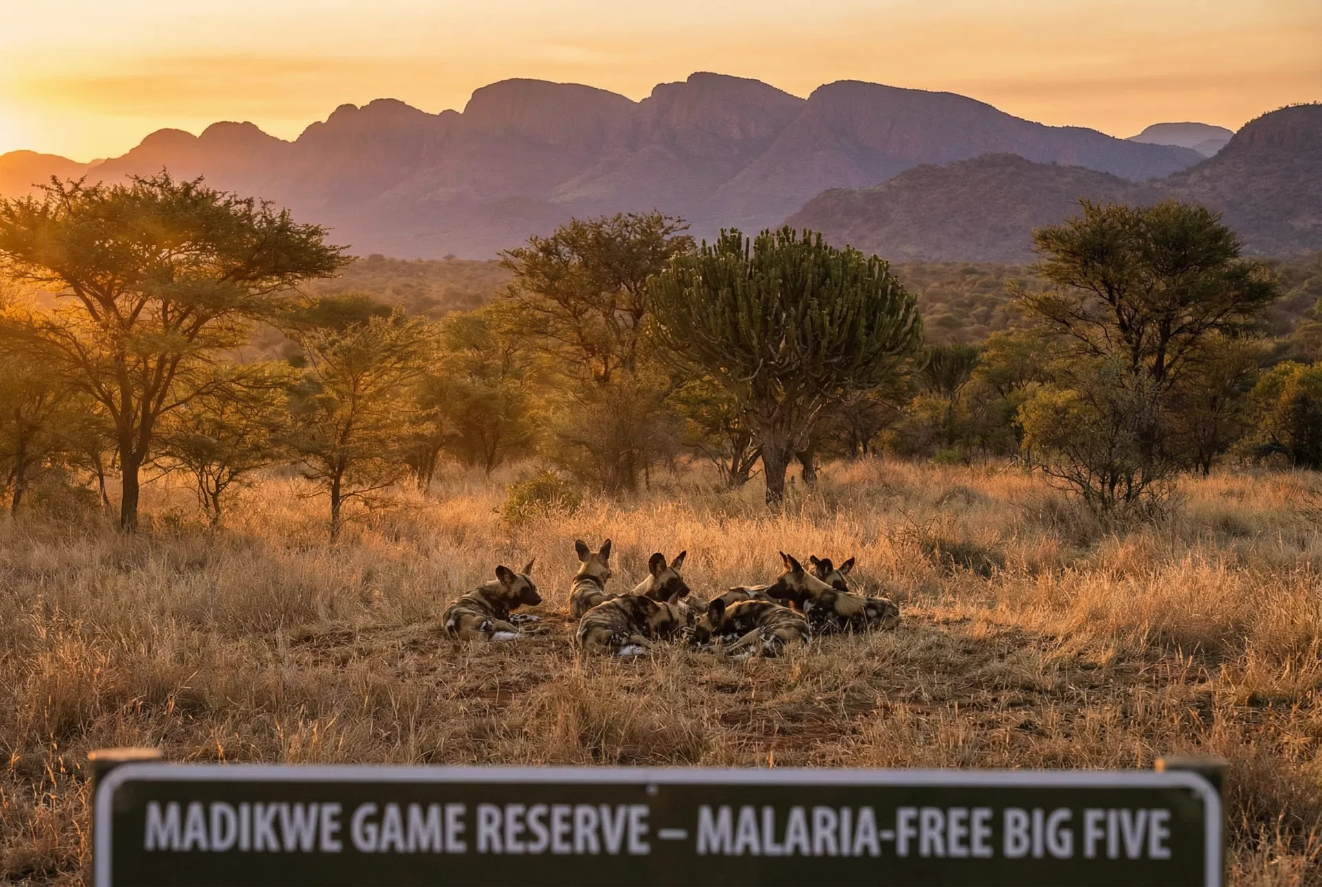 Madikwe Game Reserve