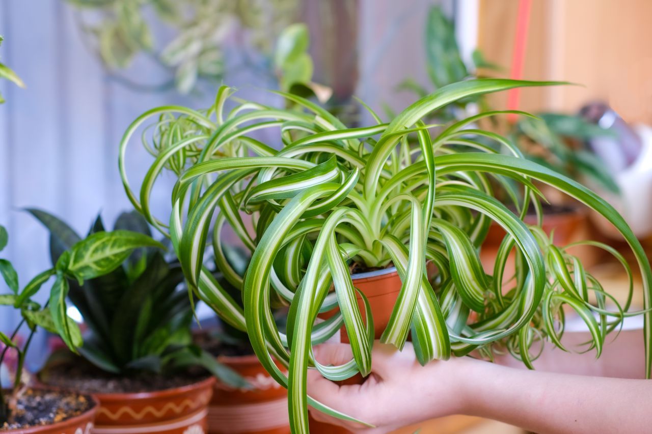 Planta păianjen: Purifică aerul și se îngrijește singură. De ce e perfectă pentru casa ta?