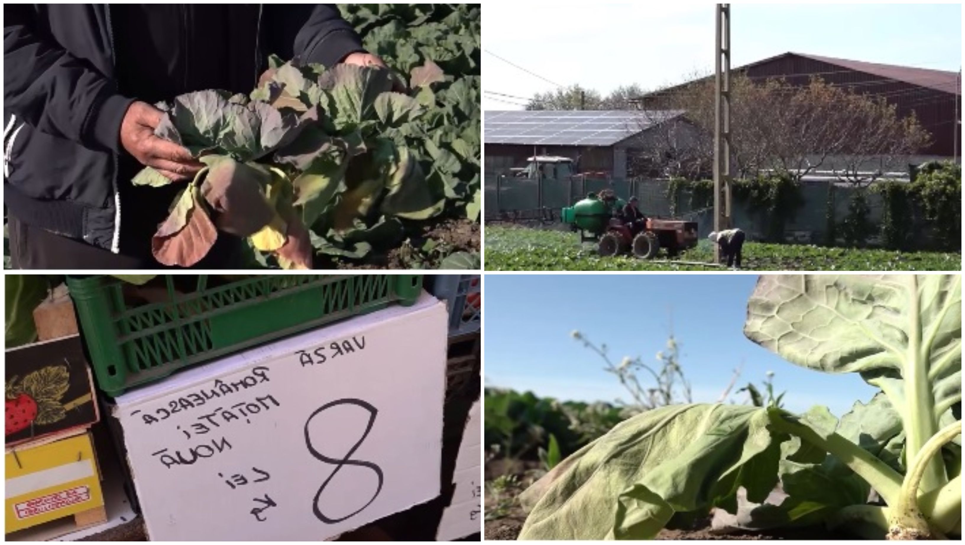 Varza de primăvară, distrusă de vreme! Fermierii din Dolj sunt disperați: "Rămânem cu ea pe câmp"