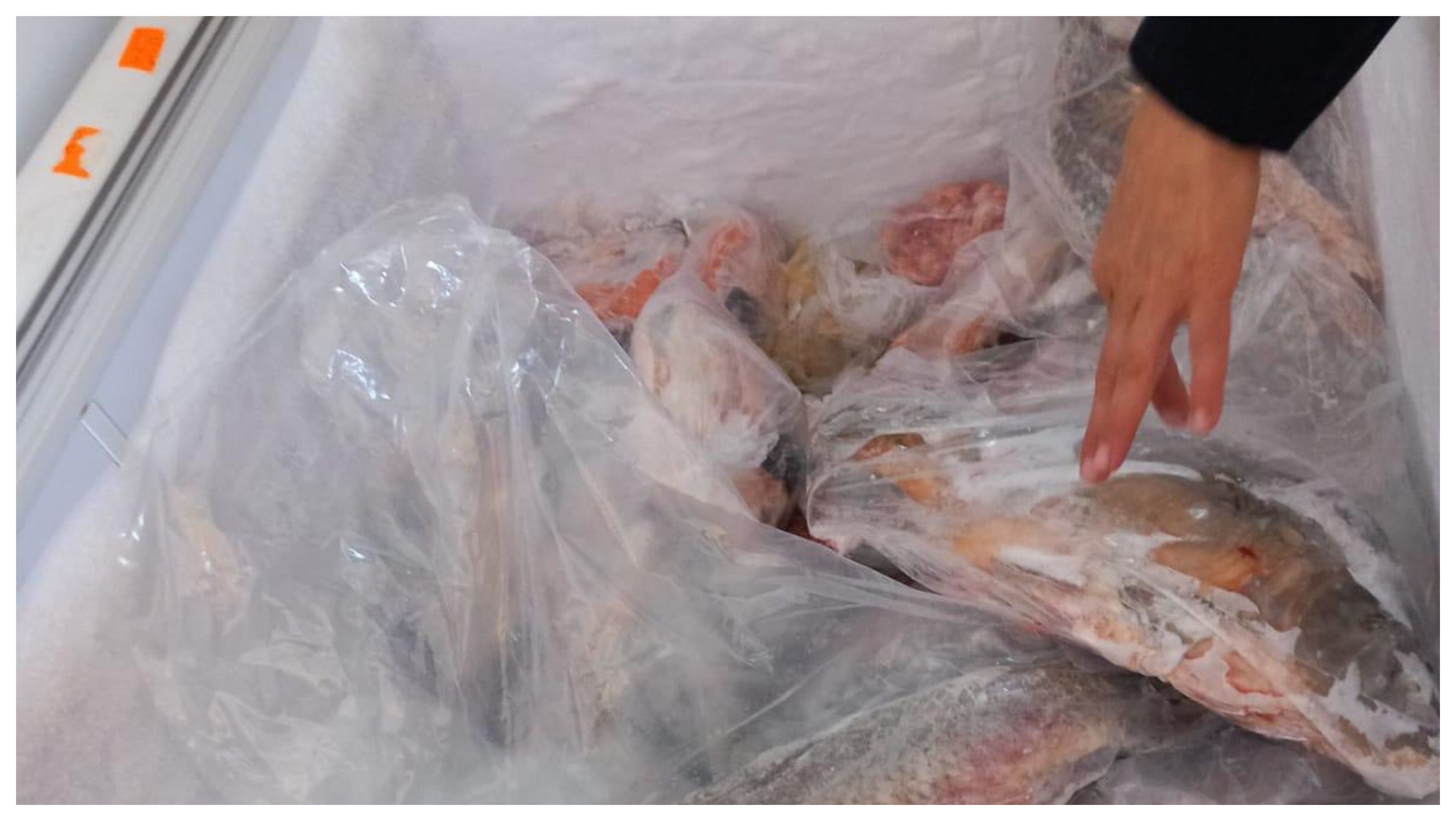 Pește stricat și condiții insalubre: Amenzi de 4 milioane de lei pentru comercianți!