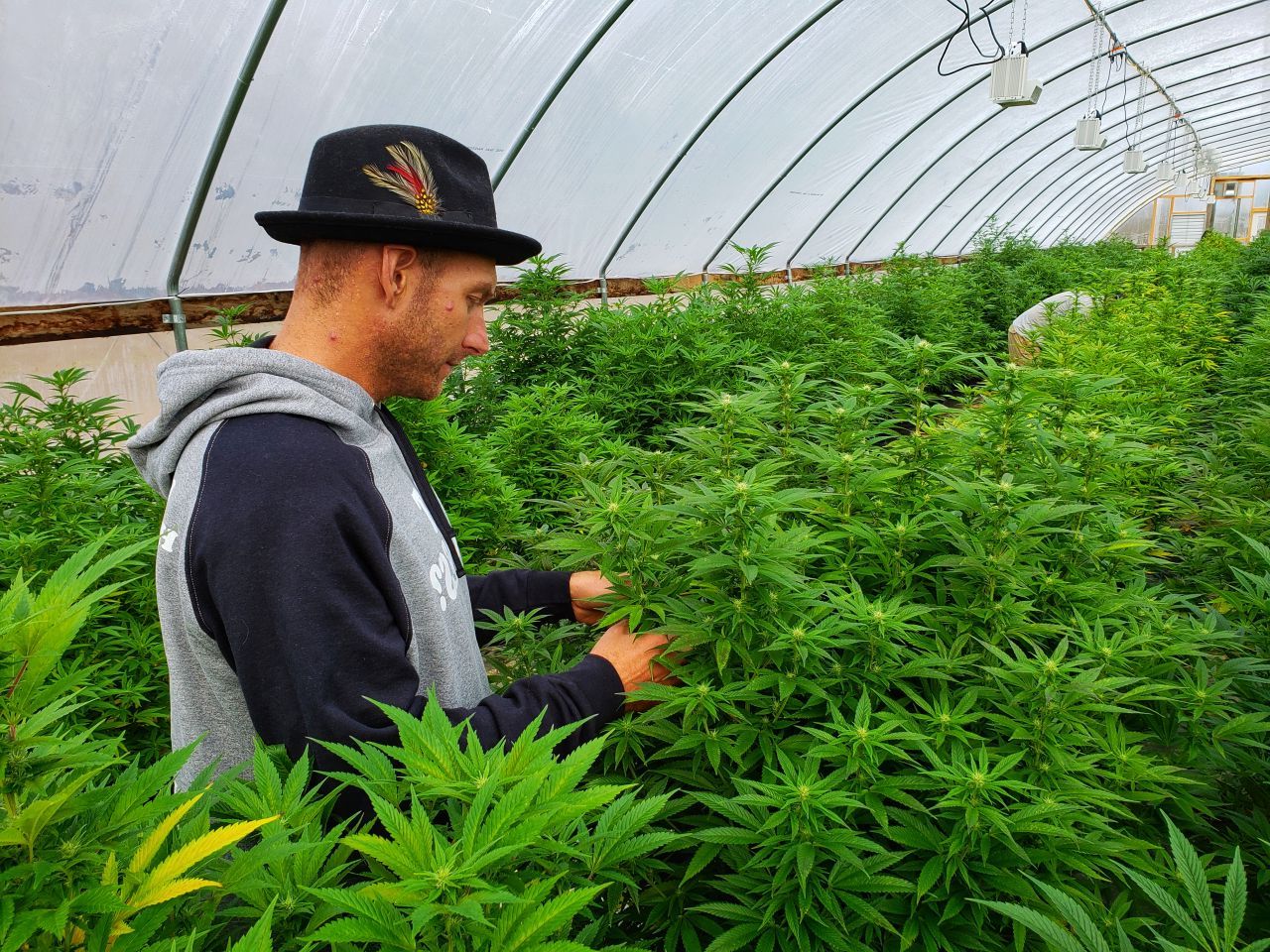 SUA fac un pas istoric: Marijuana, reclasificată ca medicament la nivel național!