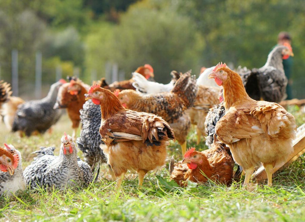 Carmistin, liderul avicol al României, și-a dublat producția în ultimii doi ani!