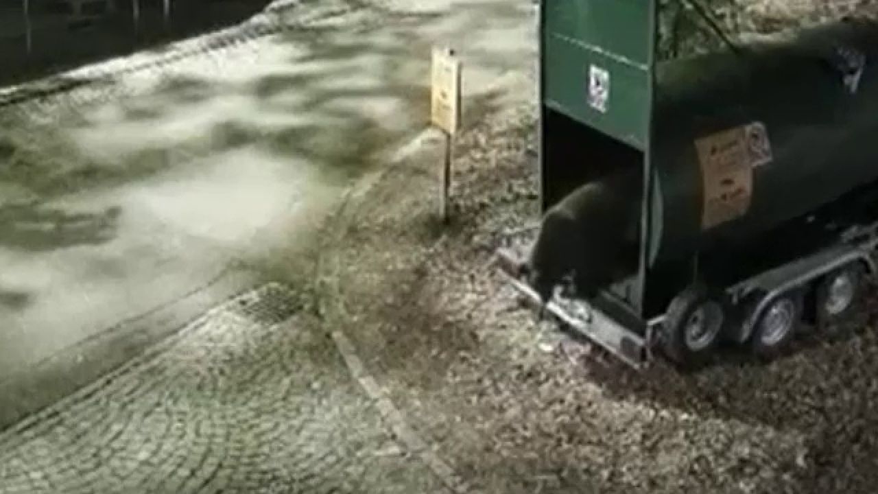 Urși la porțile orașelor: Pui capturat la Târgu Mureș, alertă în Argeș după apariții repetate