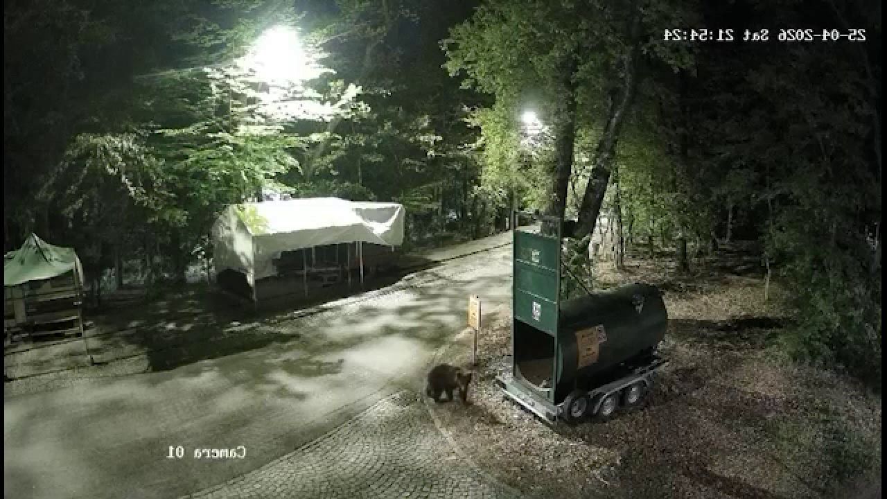 Captura spectaculoasă a puiului de urs din Târgu Mureș, după eșecuri repetate ale autorităților
