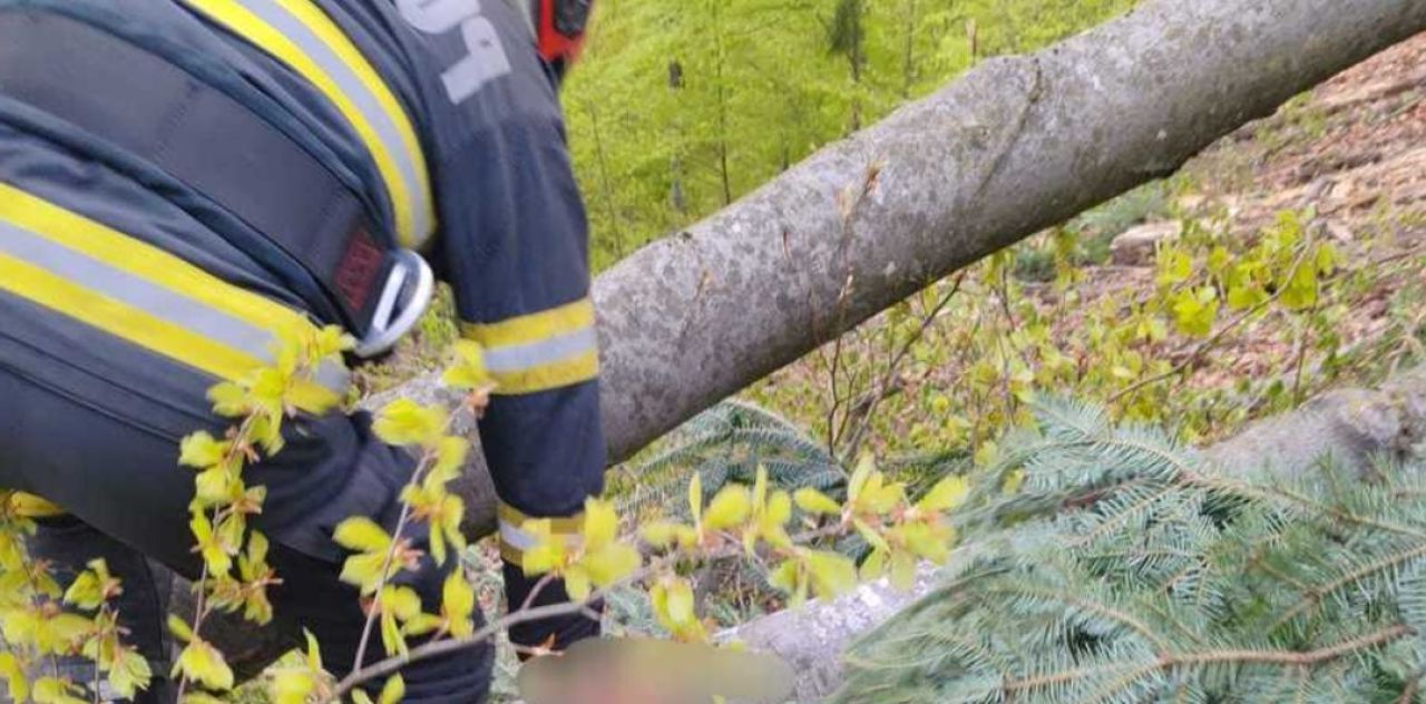 Tragedie în Neamț: Un copac l-a strivit mortal. Descoperit la 200 de metri de drum.