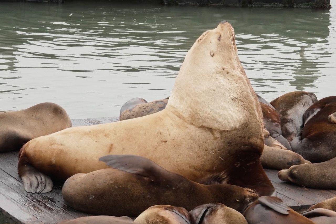 Leu de mare uriaș, de 900 kg, șochează turiștii într-un loc emblematic din SUA: „E ca un Volkswagen”