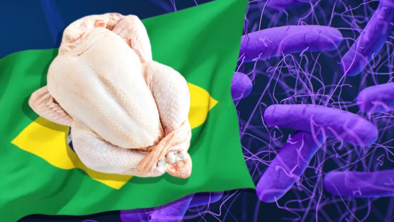 Șoc în UE: 80% din primul lot de pui brazilian importat prin Mercosur, contaminat cu Salmonella!