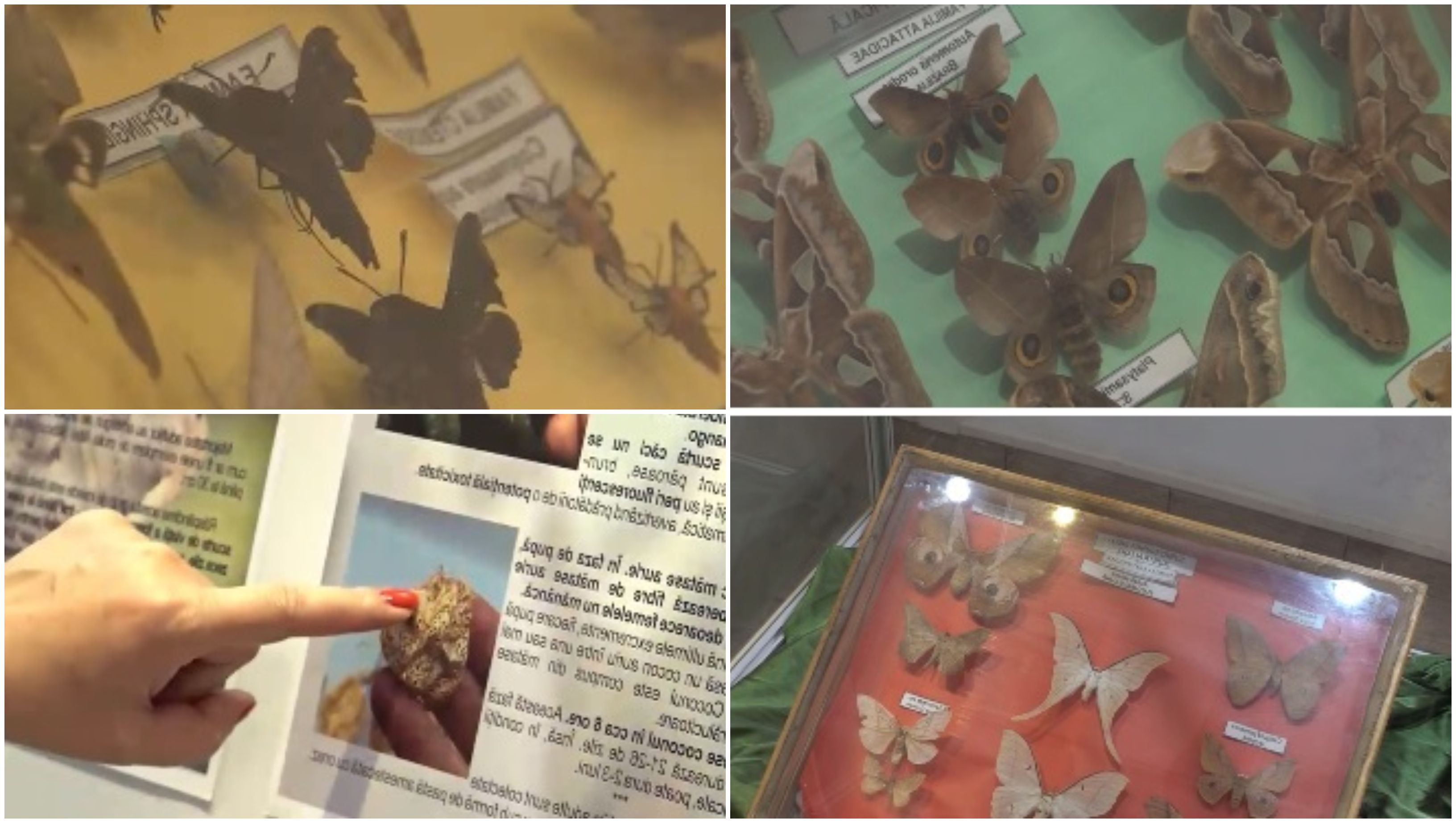Expoziție spectaculoasă de fluturi exotici la Muzeul Olteniei din Craiova: „Sunt uimitori!”