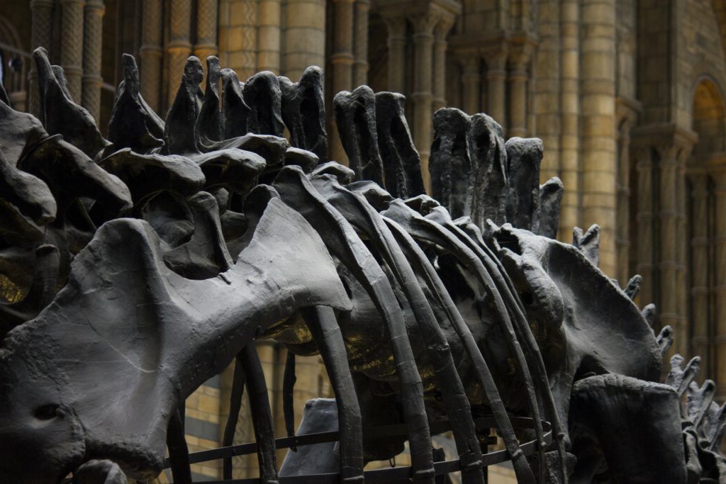 Descoperire uriașă: Un dinozaur gigant, identificat din fosile găsite în Thailanda!