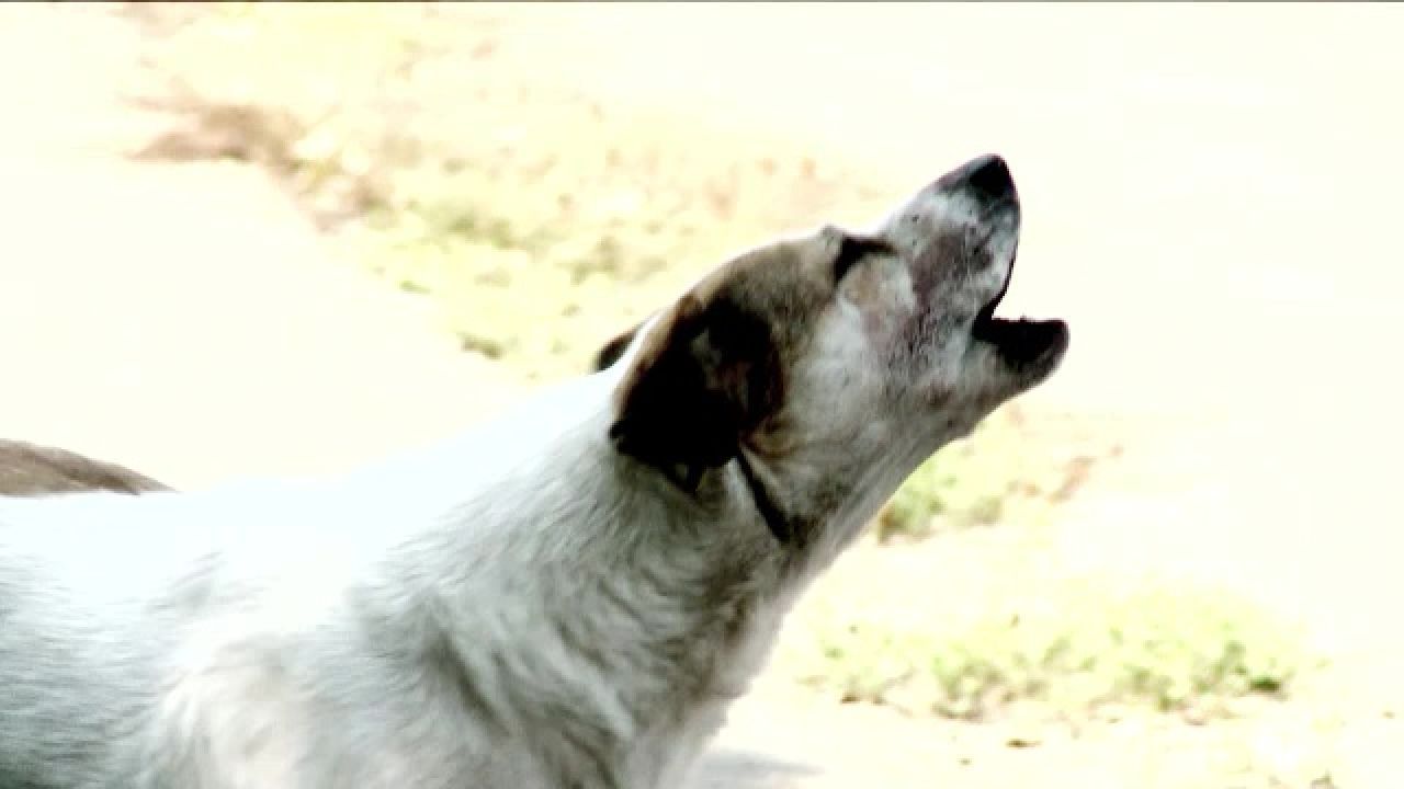 Băiat de 12 ani, atacat de trei câini după ce a intrat într-o curte. Incident șocant la Slatina
