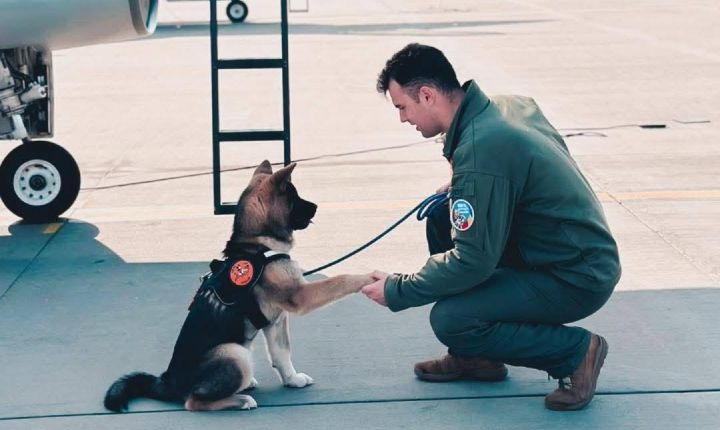 Sacrificiu eroic: Militar mort încercând să salveze un câine la Baza Aeriană Borcea