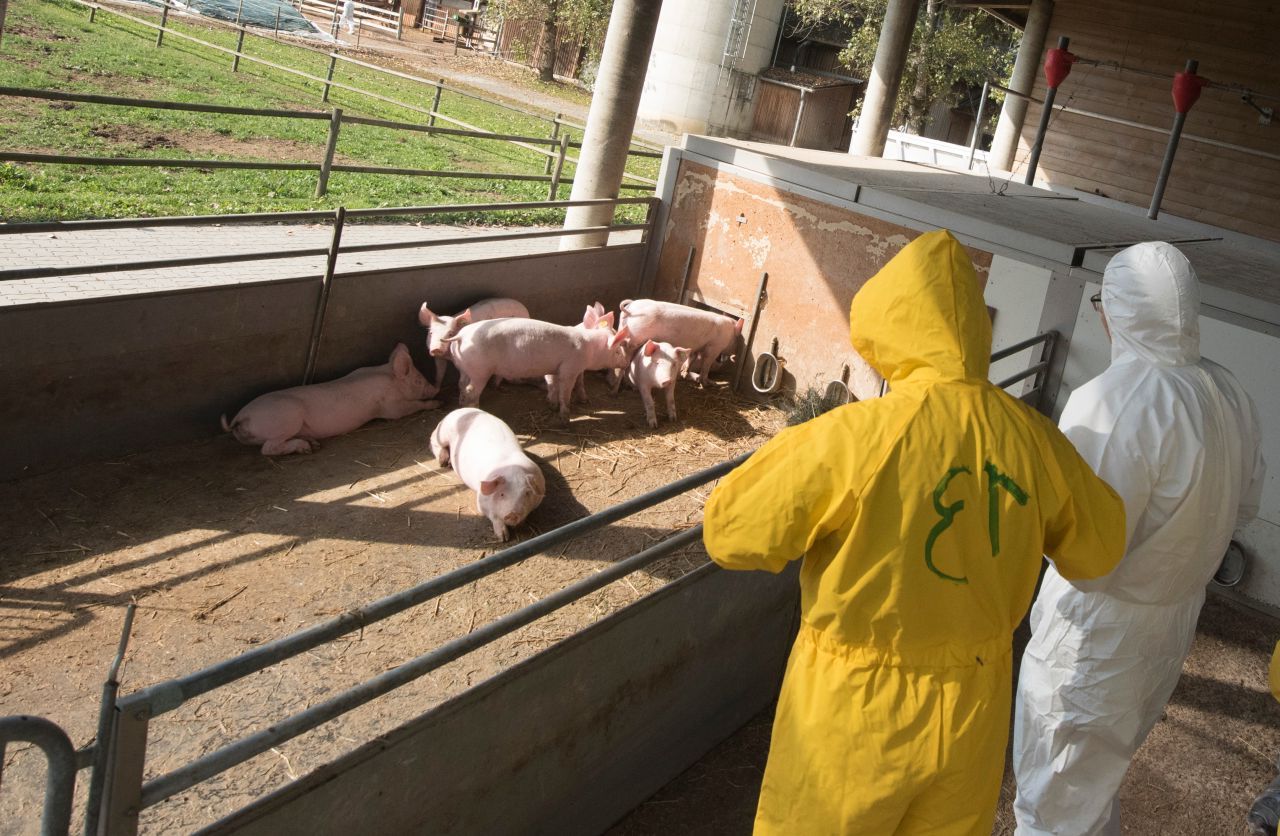 Pesta porcină face ravagii în Mureș: Cinci focare active și un apel disperat!