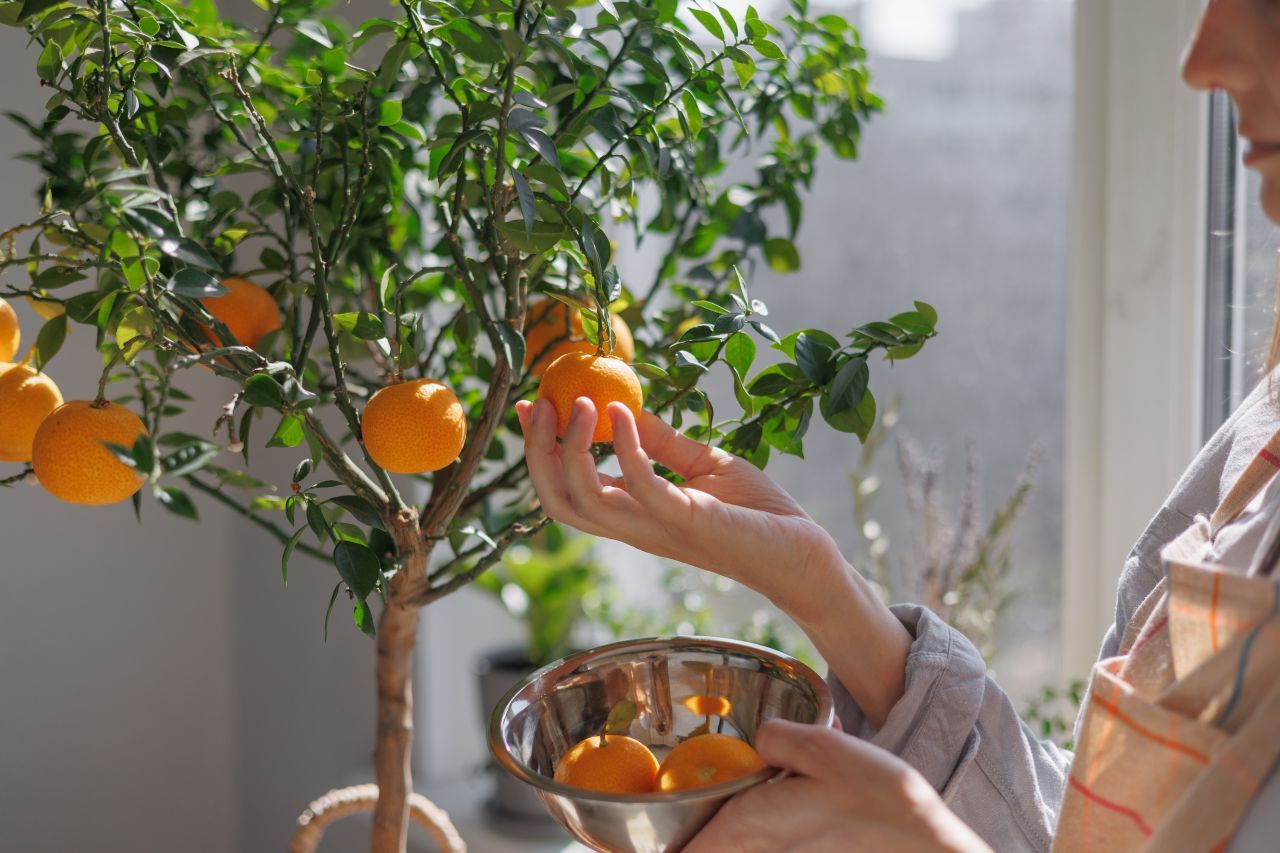 Portocal în ghiveci: Secretul pentru fructe proaspete chiar la tine în apartament!