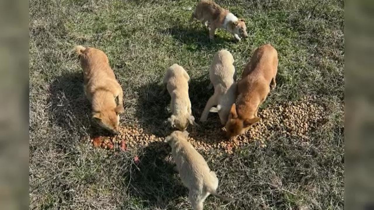 Iași: Târg caritabil pentru animalele fără stăpân. Ajută-le cu hrană și tratamente!