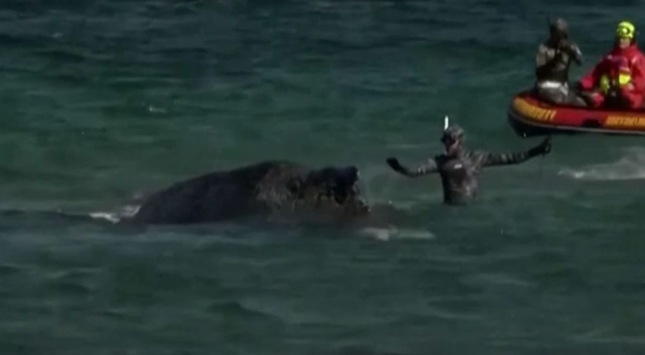 Balenă cu cocoașă, blocată din nou în Marea Baltică: O luptă disperată pentru supraviețuire!