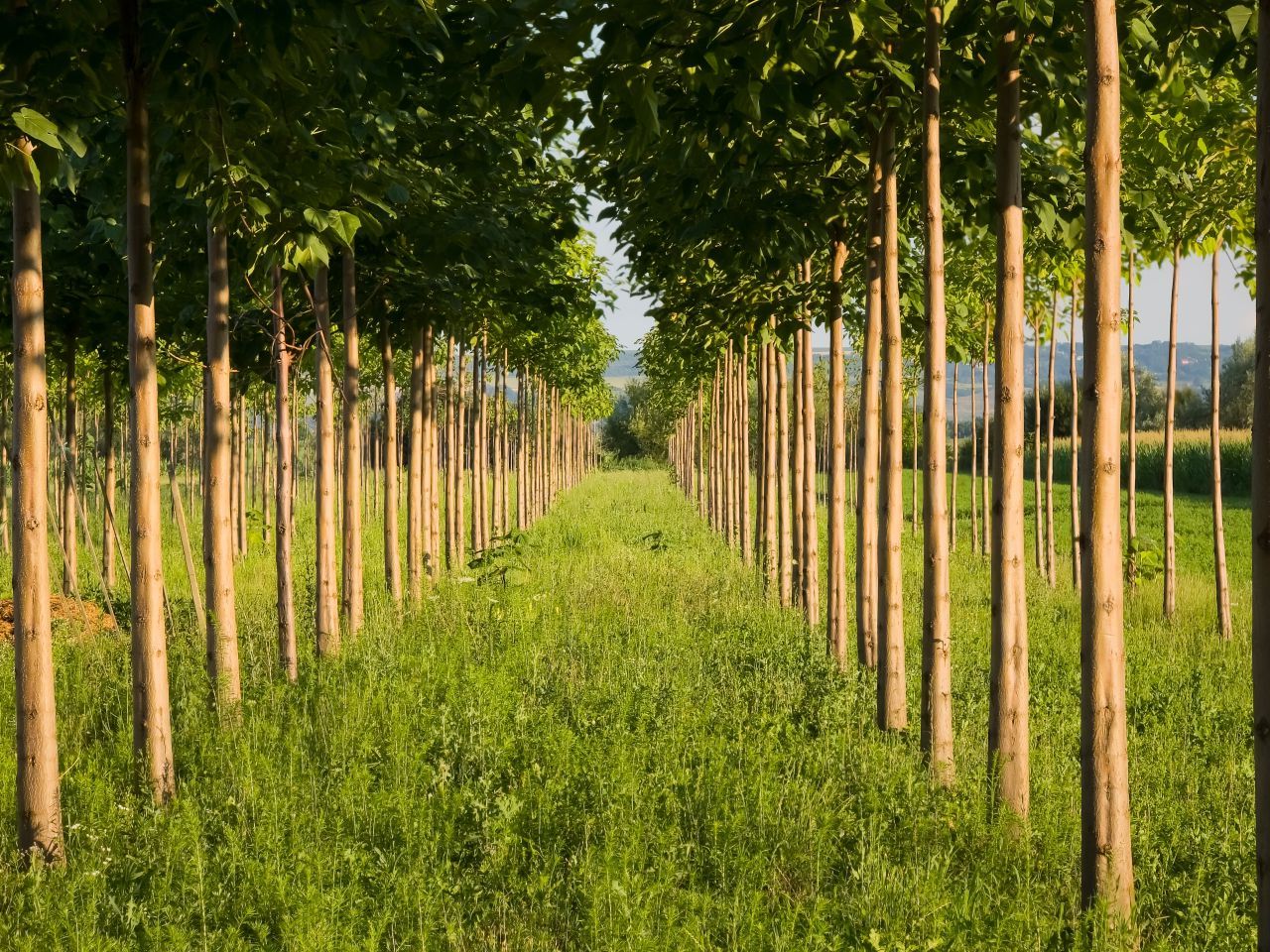 Paulownia: Ghidul complet pentru a crește rapid arborele minune în grădina ta!