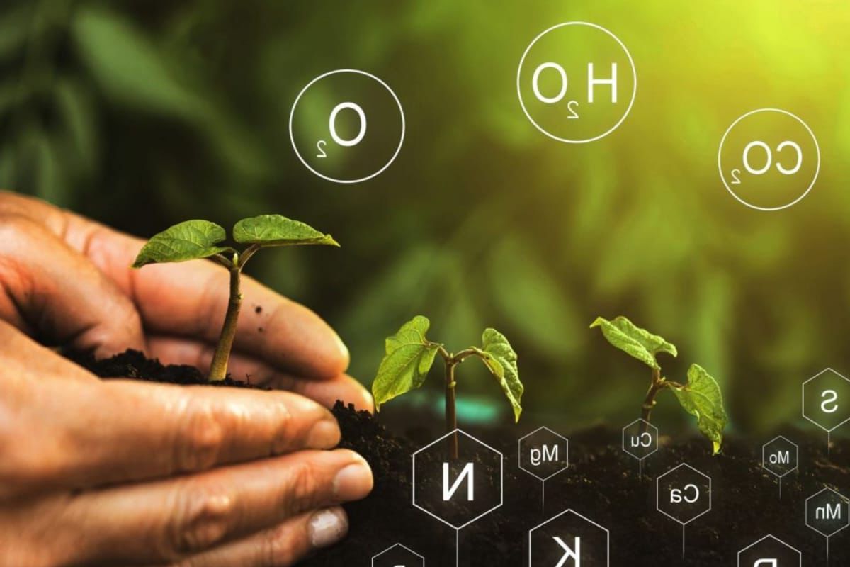 Nutriția plantelor: Ghid esențial pentru identificarea carențelor și fertilizarea corectă