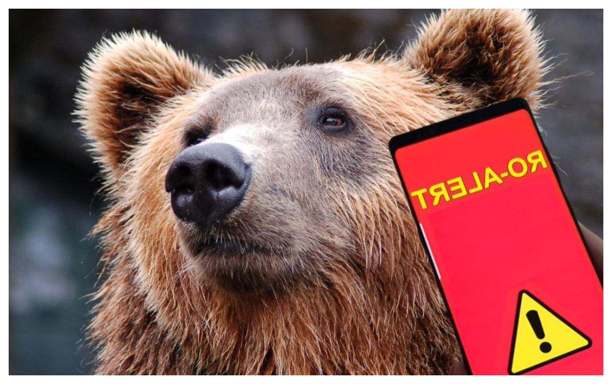 Urs în Cugir, alertă Ro-Alert! Amenzi uriașe pentru cine hrănește animalele sălbatice