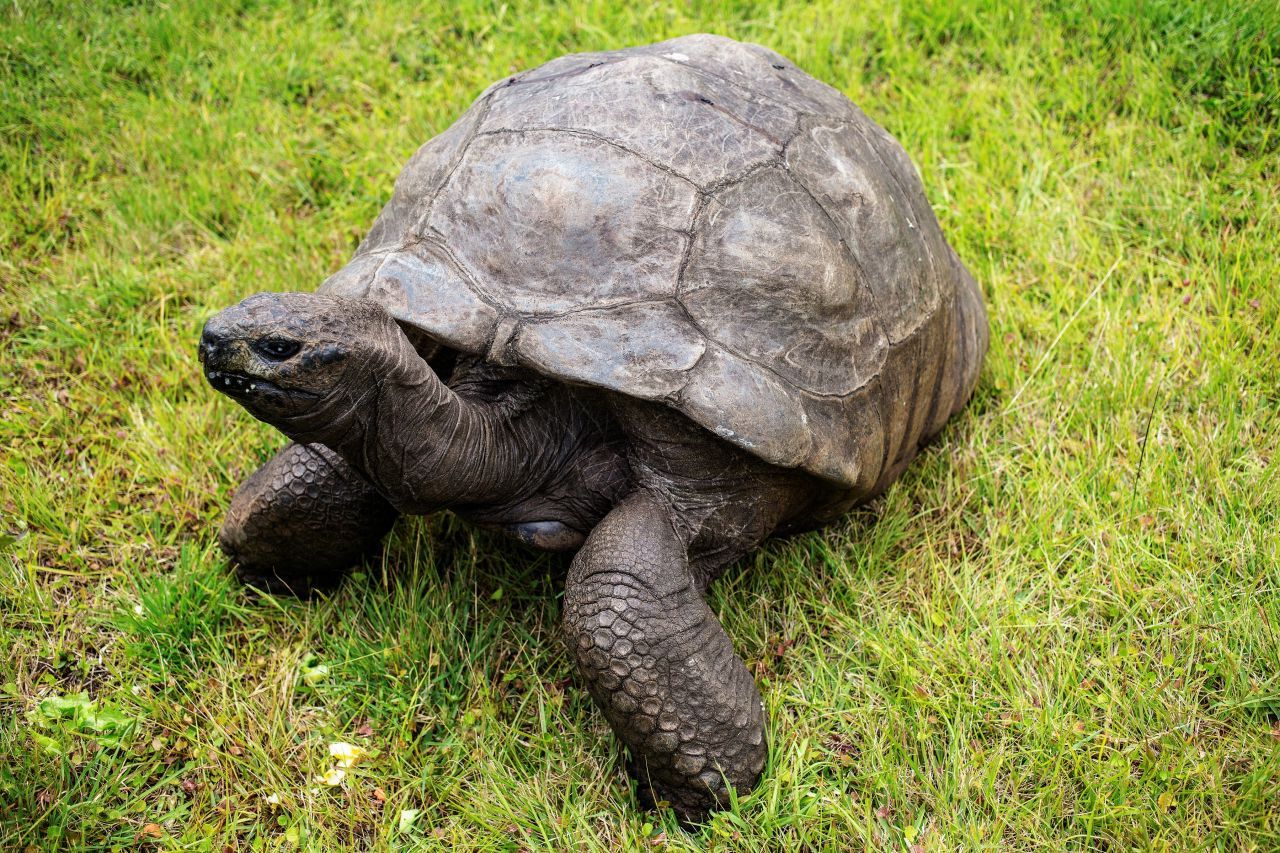 Cel mai bătrân animal din lume a murit la 193 de ani, după ce a trăit două secole de istorie