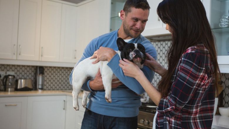 Custodia animalelor după divorț: Încă o țară adoptă legea revoluționară!