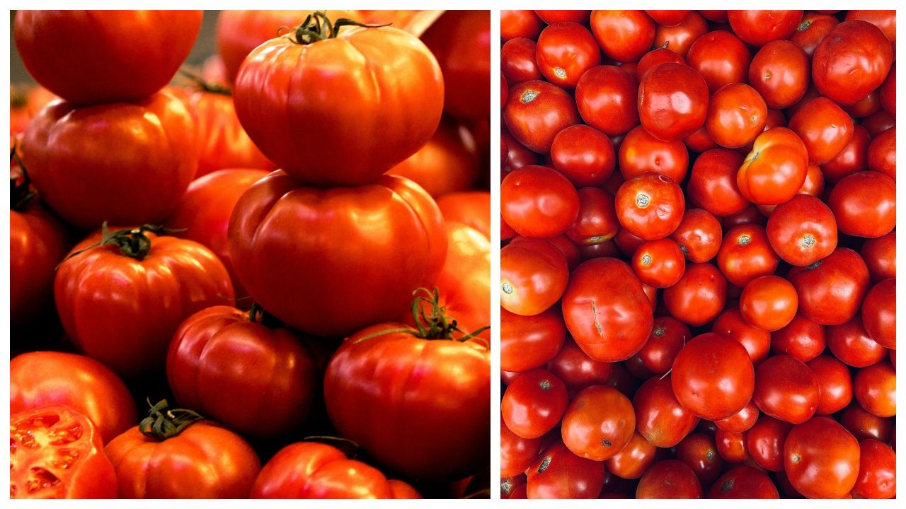 Roșiile românești: prețuri explozive de la producător la piață. Cererea depășește oferta!