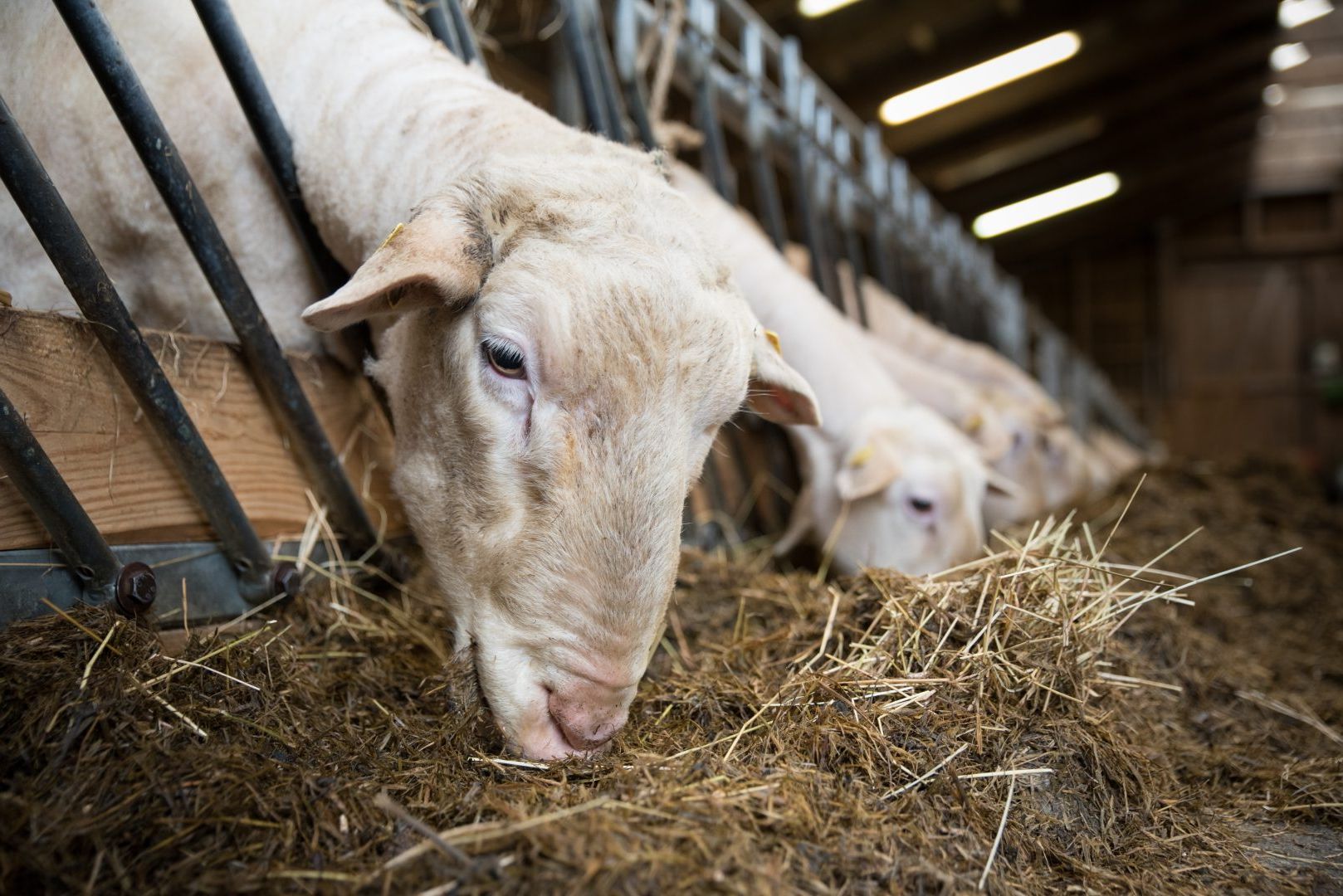 Export istoric: România trimite peste un milion de ovine și carne pe piețele externe!