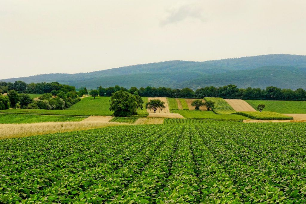 O criză alimentară mondială, nu doar din cauza războiului! Un fenomen rar îngrijorează experții