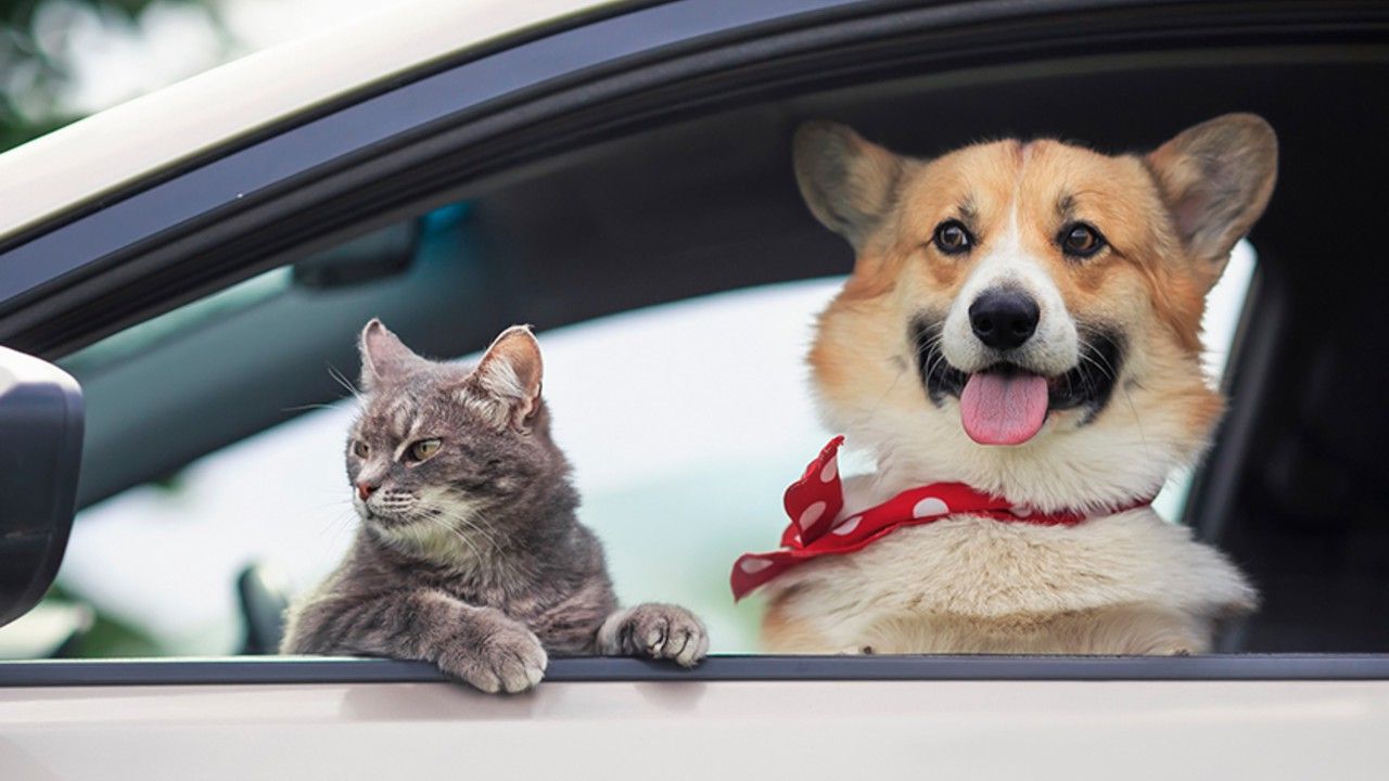 Amendă uriașă pentru șoferii care își duc animalele de companie pe scaunul din față!