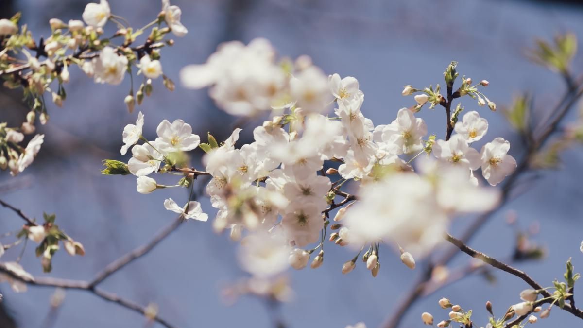 Gata cu frigul! Soarele revine, iar temperaturile se apropie de normal.