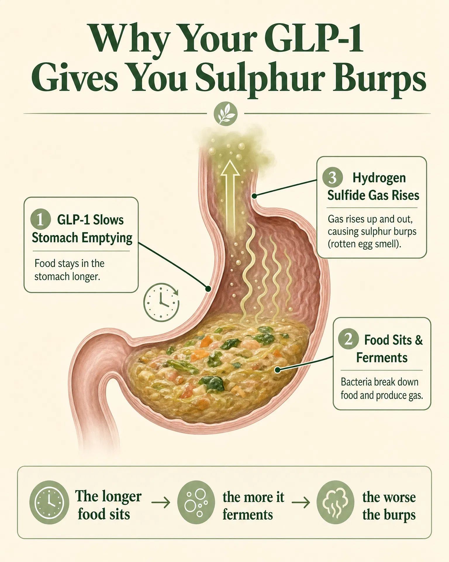 Why Your GLP-1 Gives You Sulphur Burps — Mechanism Diagram