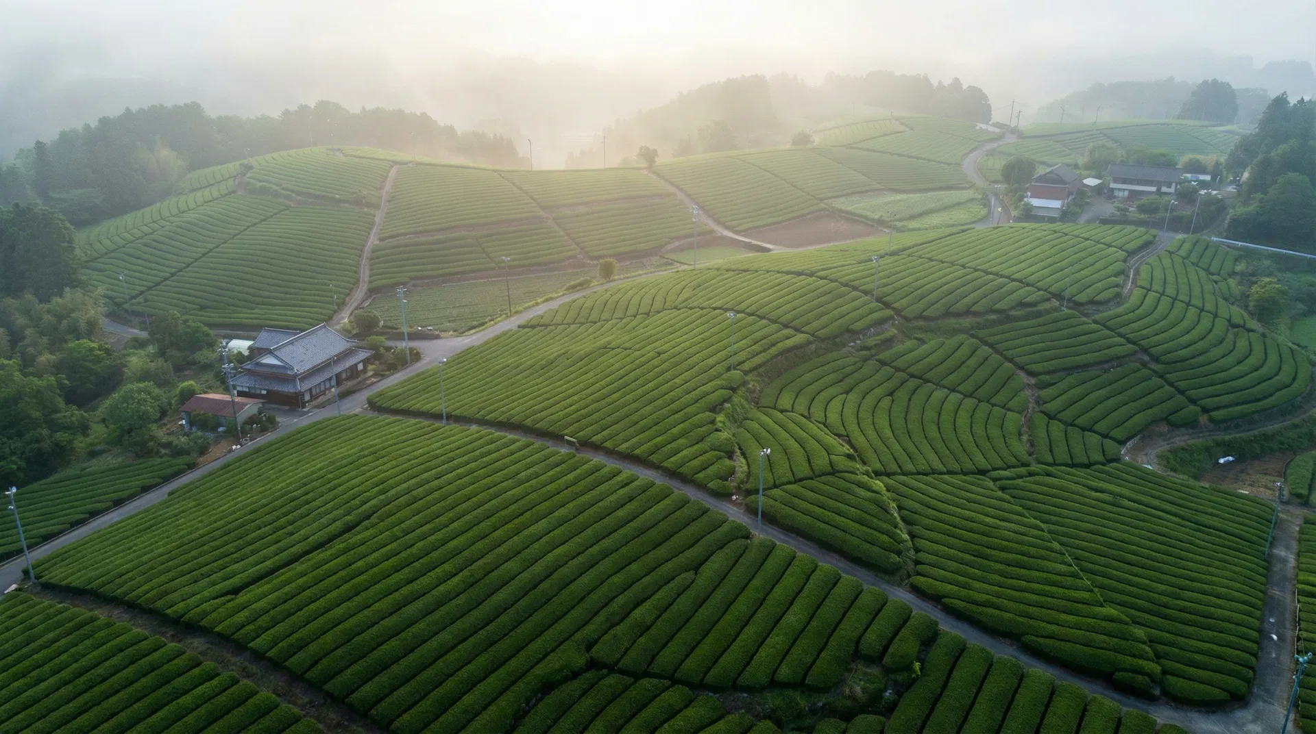 KYU Matcha — Kagoshima Organic