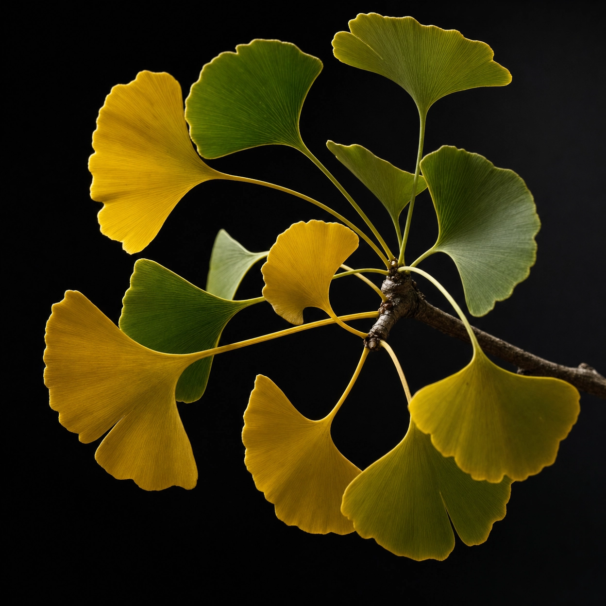 Ginkgo Biloba