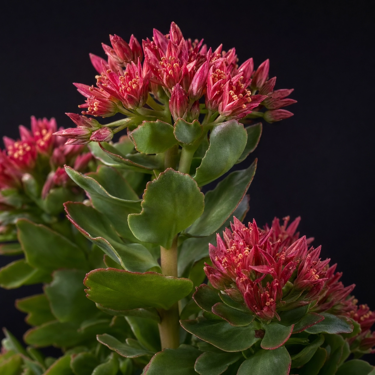 Rhodiola Rosea