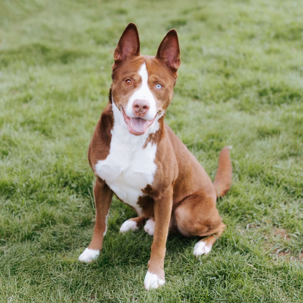 Koda photo 3