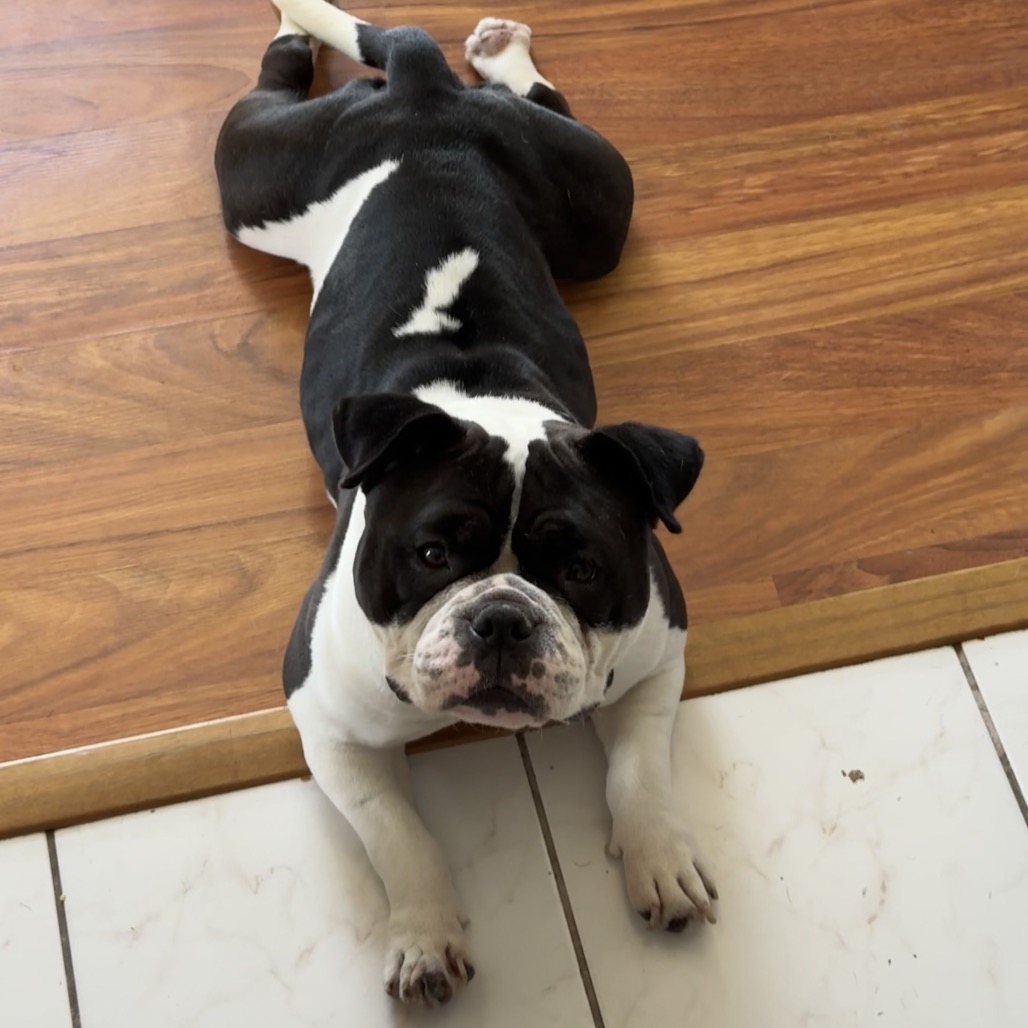 Mila — Bulldog