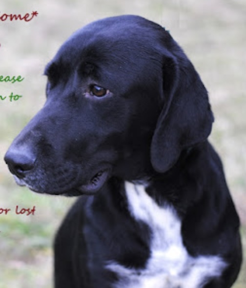 Calhoun County Humane Society