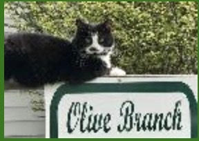 Olive Branch Animal Rescue & Refuge, Inc.