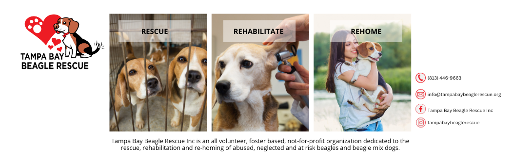 Tampa Bay Beagle Rescue, Inc.