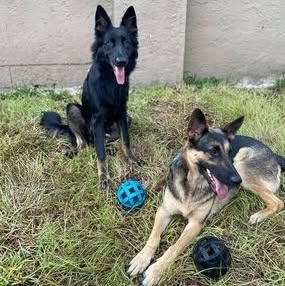 Tampabay German Shepherd Rescue