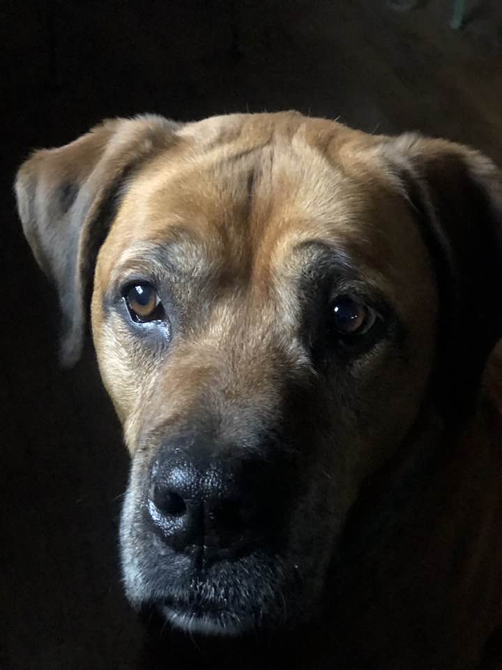 LUV A DOG Rescues and Adoptions