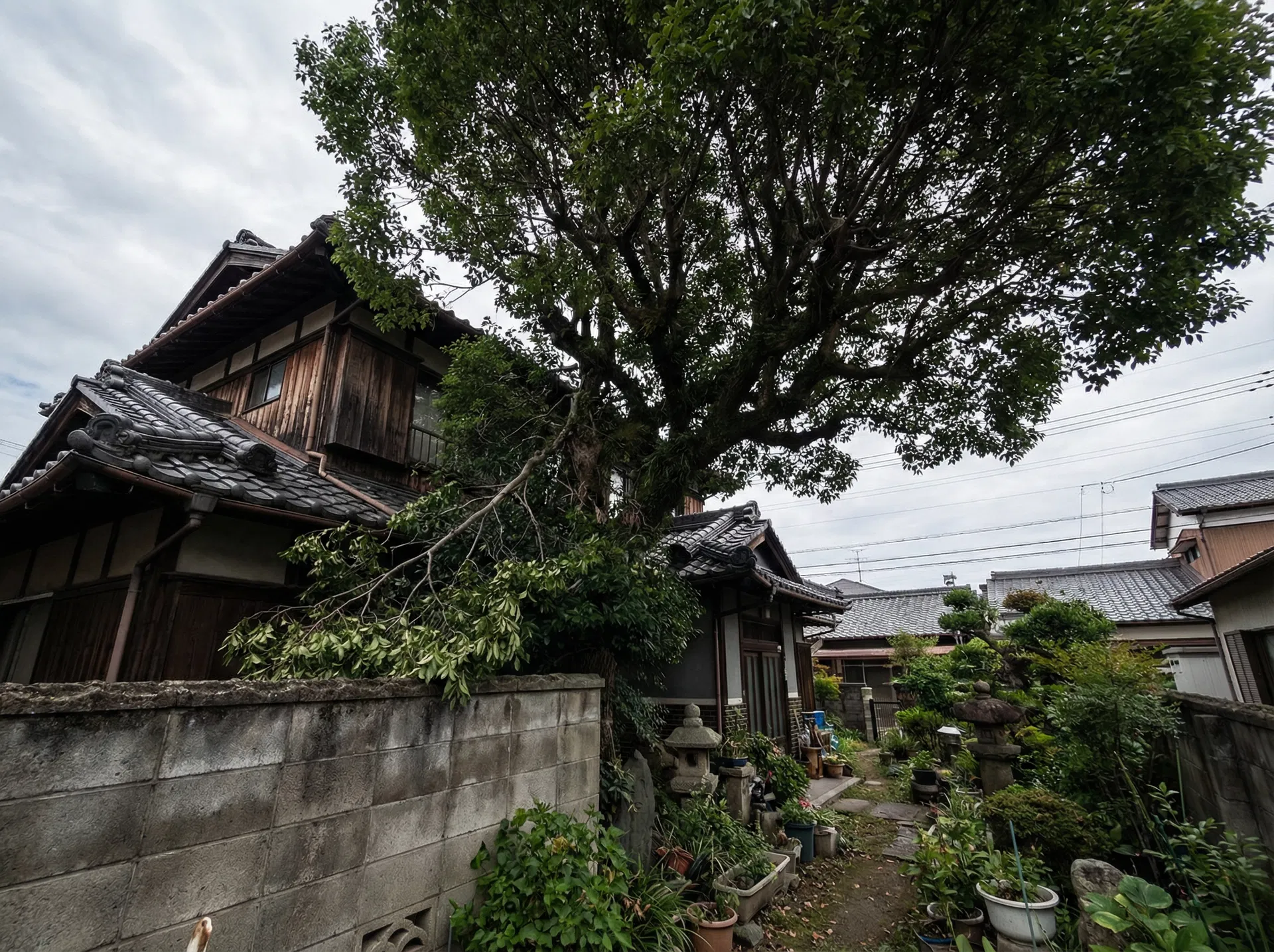 伐採作業前の様子
