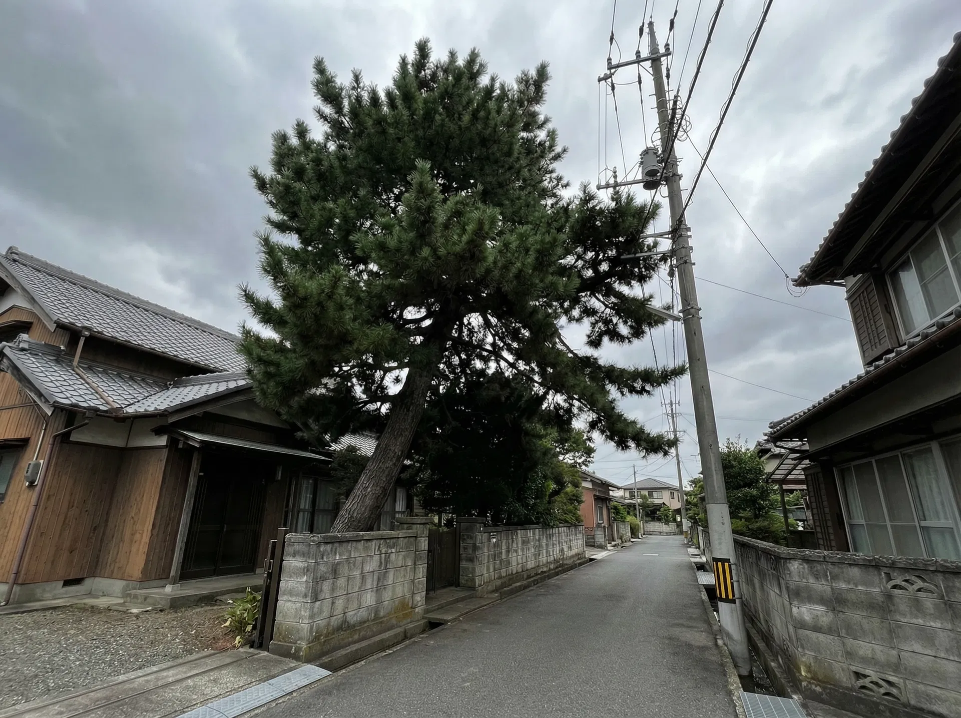 伐採作業前の様子