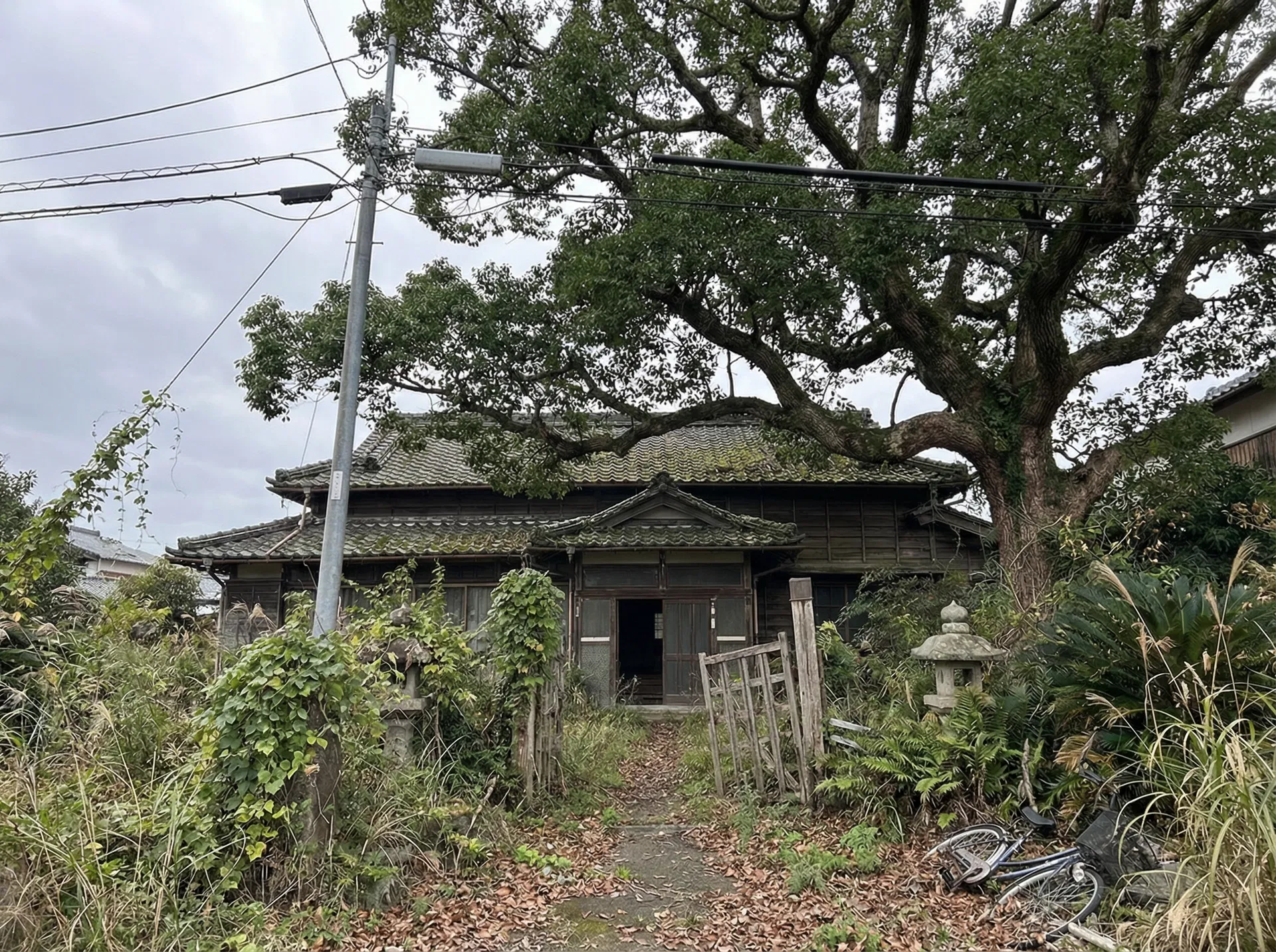 伐採作業前の様子
