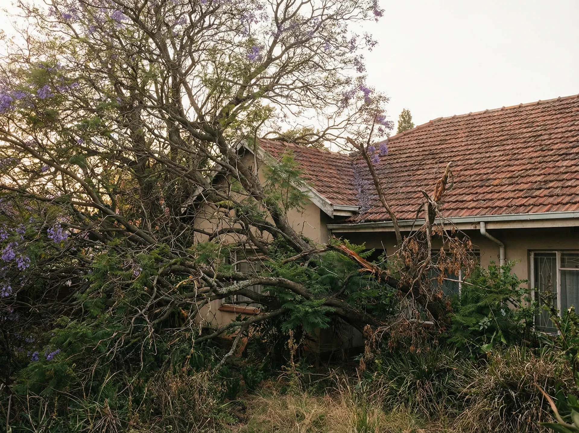 Before — Jacaranda Crown Reduction