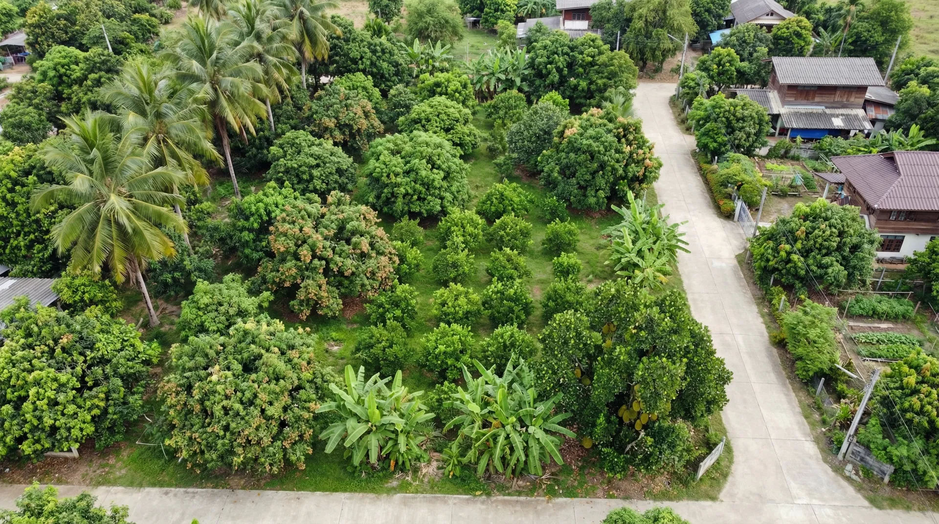 ขายด่วน! ที่ดินสวนผสม 3 ไร่กว่า สารภี-เชียงใหม่ - Image 1