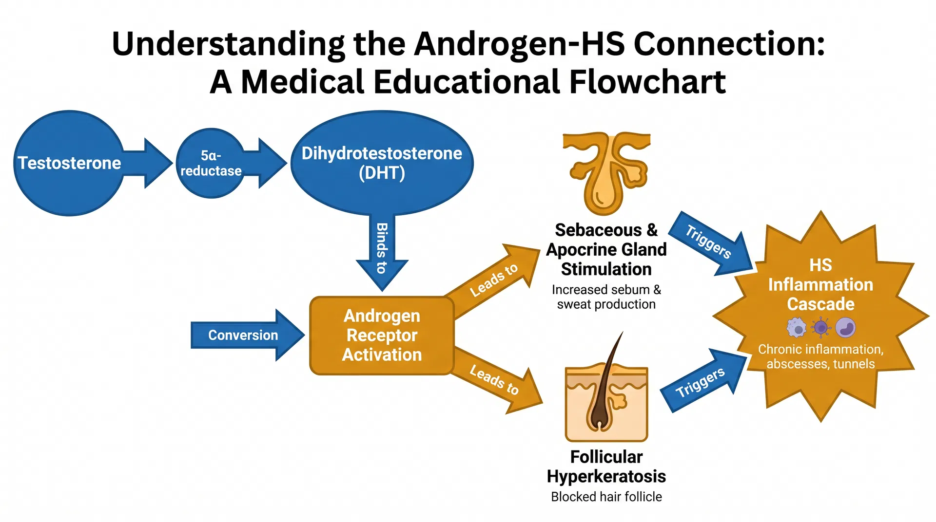 Flowchart showing the androgen-HS connection: testosterone to DHT conversion, androgen receptor activation, sebaceous and apocrine gland stimulation, follicular hyperkeratosis, and HS inflammation cascade
