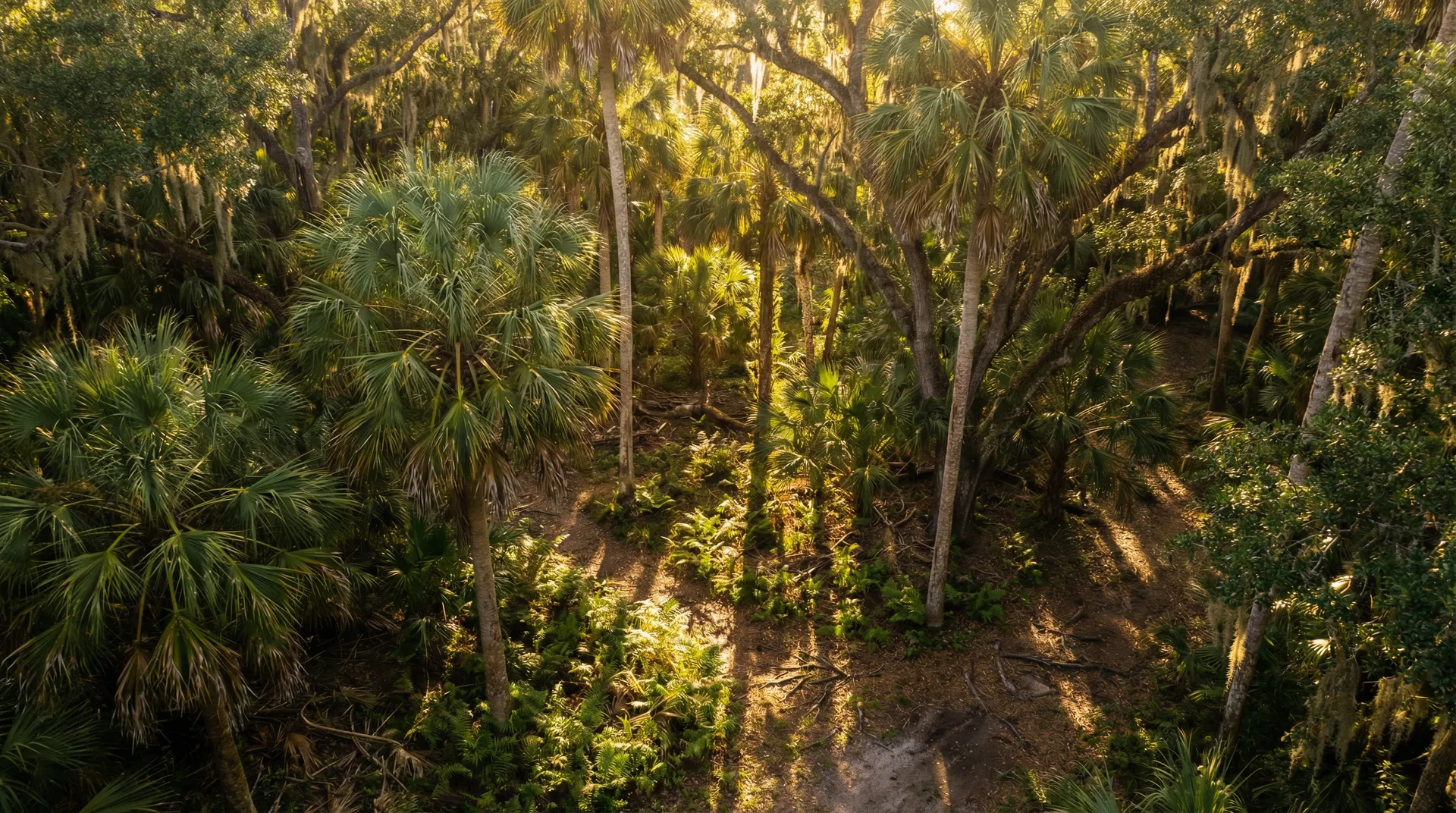 Market gaps — canopy view